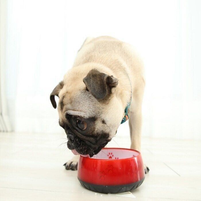 ゴハン中に近づくと噛む 愛犬の 困った噛み の解決法