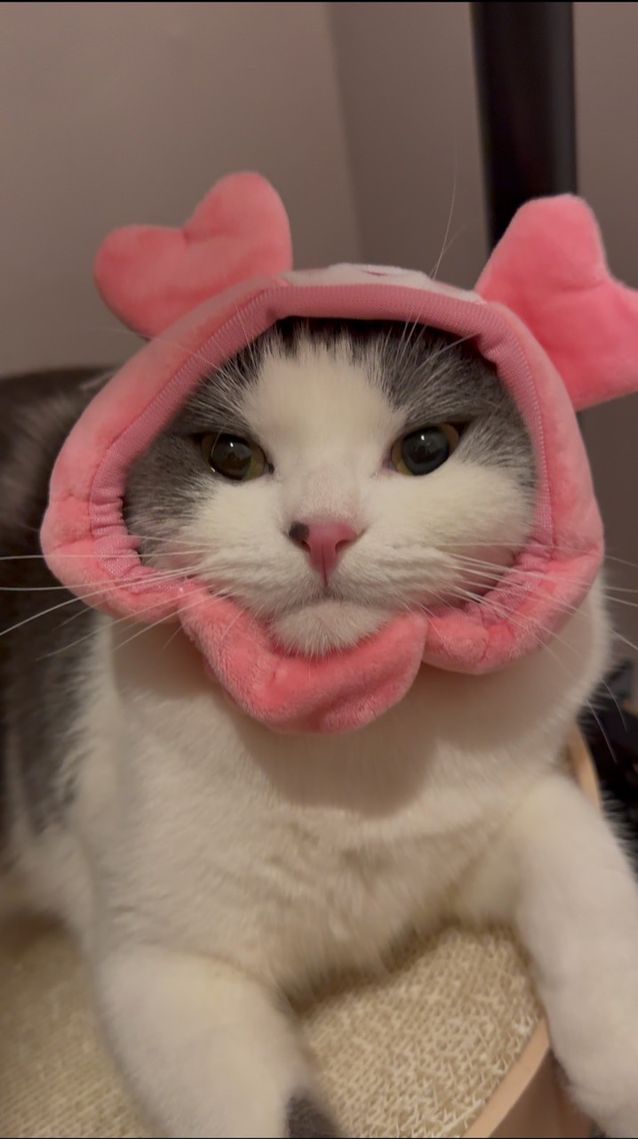 03/14-03/21 日本東北代購😻