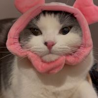 03/14-03/21 日本東北代購😻