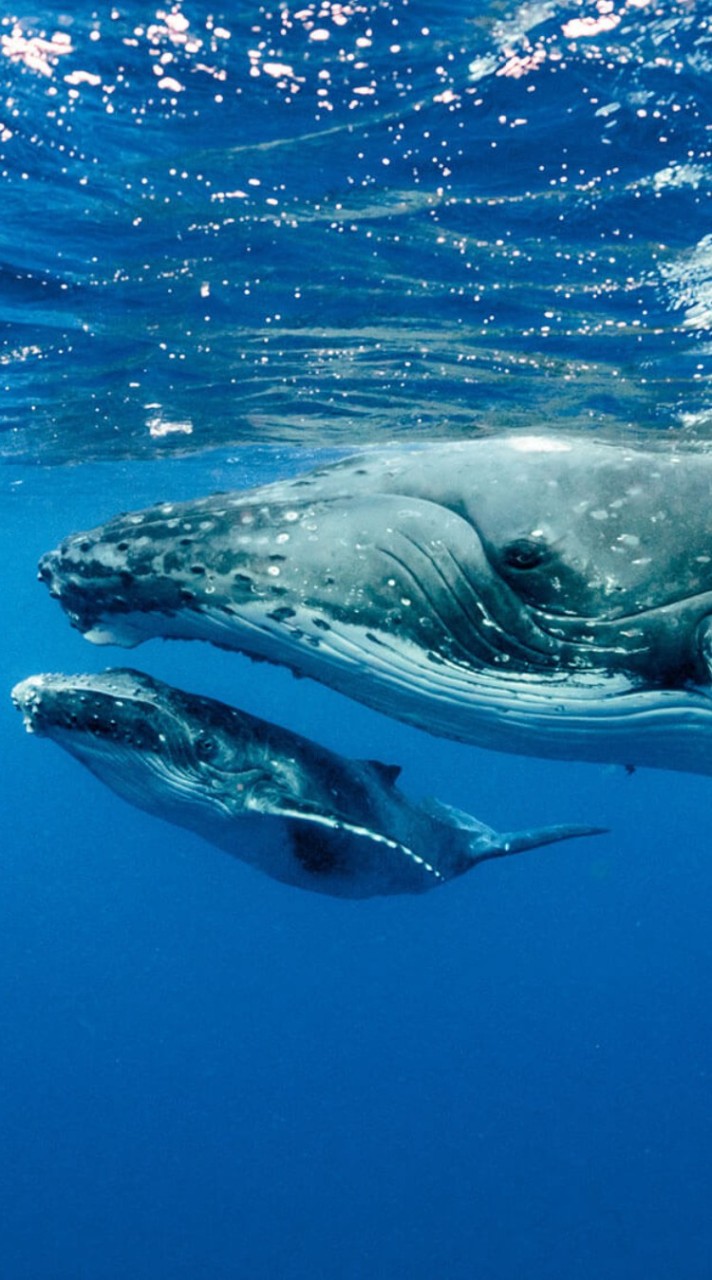 大きいクジラランキング 巨鯨〉彙整頁面 - 區塊客 マッコウ