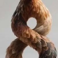 小🐔