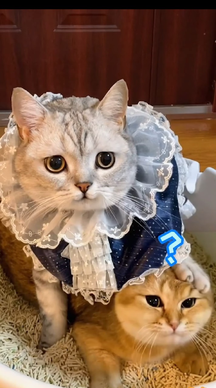 動物