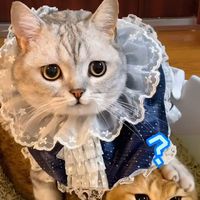 動物