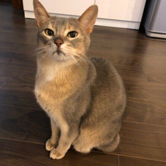 エチオピア原産の人なつっこい猫 アビシニアン の魅力 ねこのきもちnews