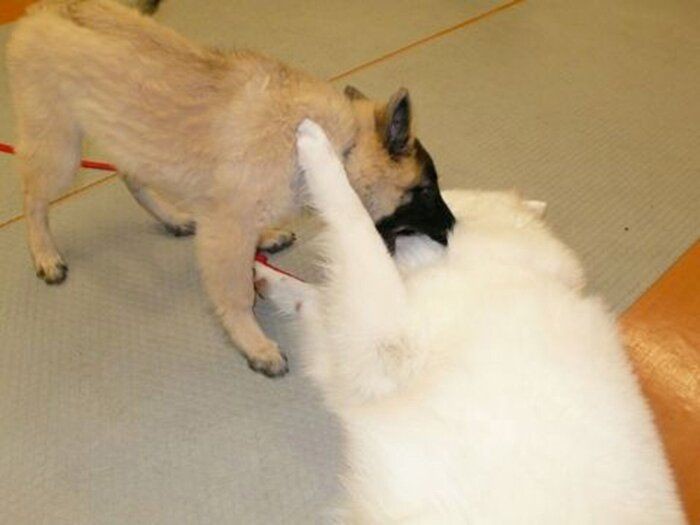 子犬のあま噛みはスポーツのようなもの 連載 西川文二の 犬ってホントは Vol 86 いぬのきもちnews