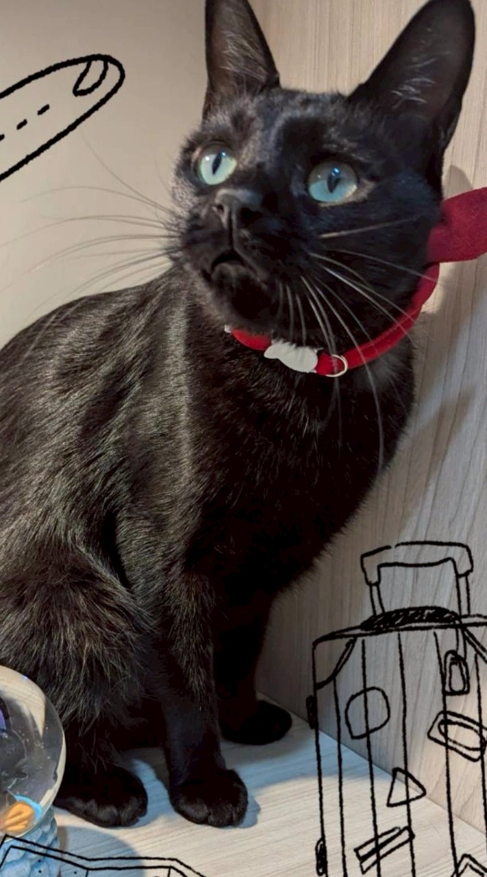 黑貓滾滾的海外代購