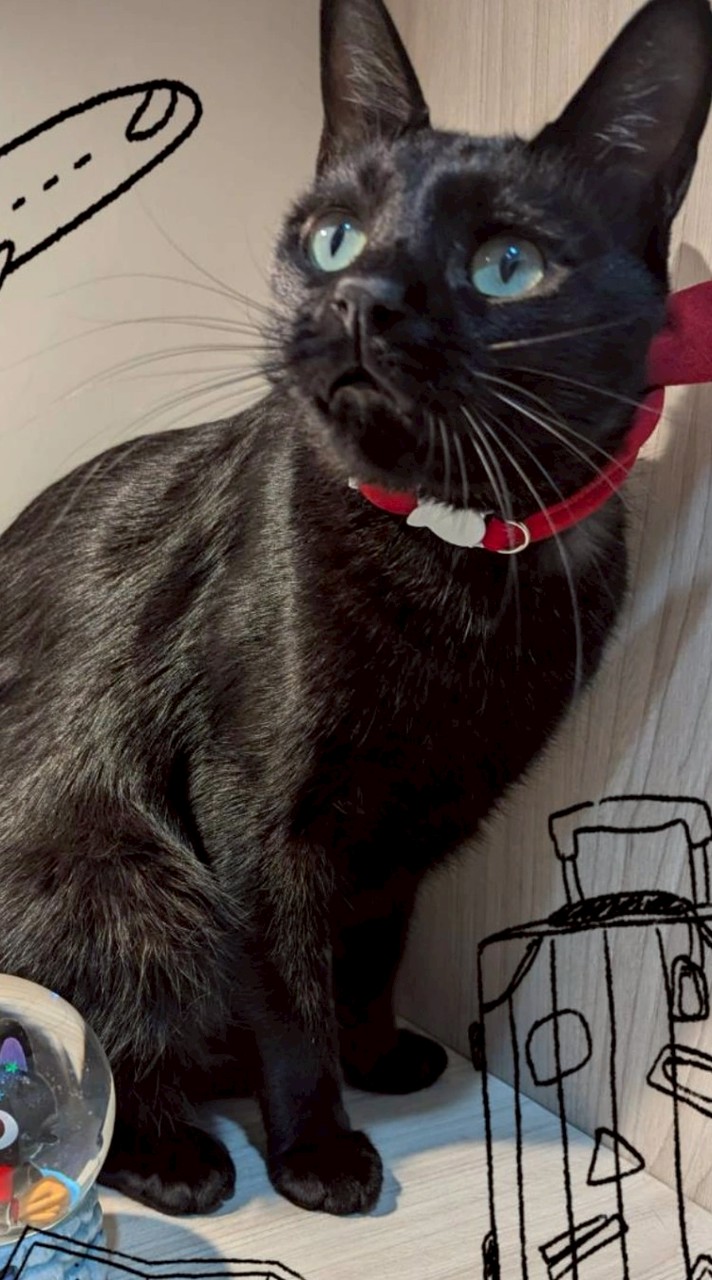 黑貓滾滾的海外代購