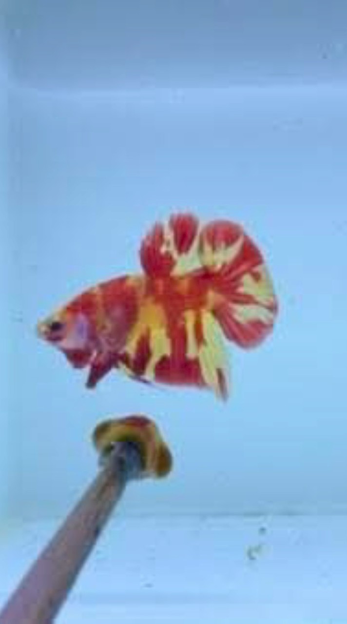 taiwan betta lover's