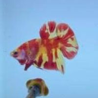 taiwan betta lover's