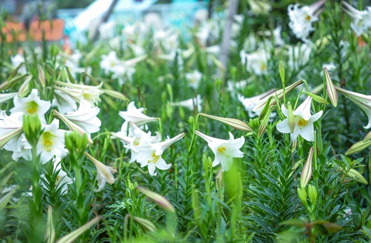 百合花季節 花語 種類全介紹 桃園大古山野百合花海景點推薦 Line旅遊