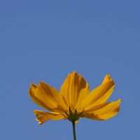 写真好きオプ