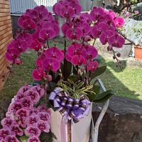 蘭花王