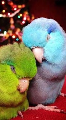 Parrot TH