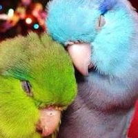 Parrot TH