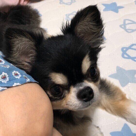 犬が飼い主さんに体をくっつける理由とは いぬのきもちnews