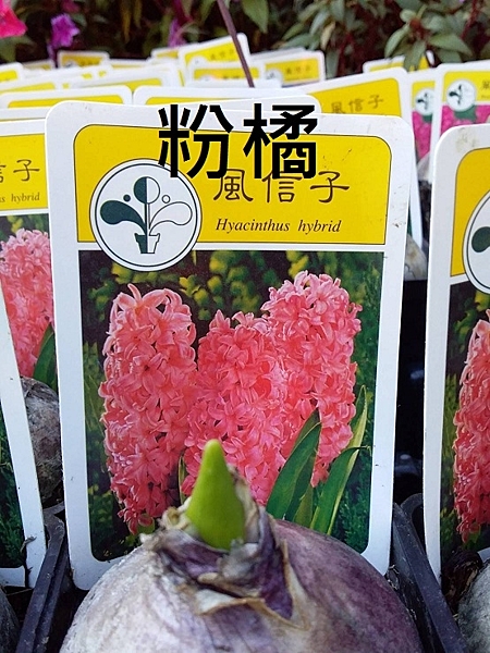 球根植物