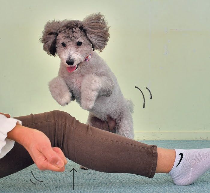 愛犬の運動不足を解消する 犬の筋トレ