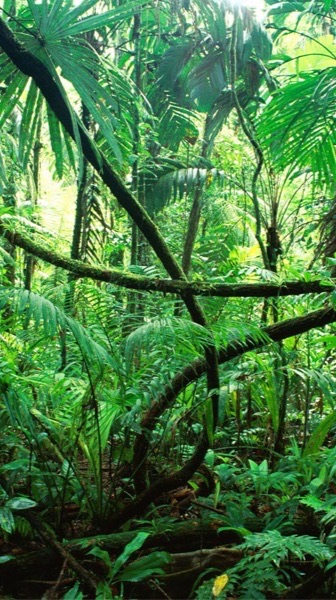 SHEIN＆TEMU＆TikTok Liteジャングル相互