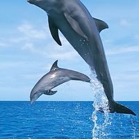 海豚隊高爾夫球隊社群