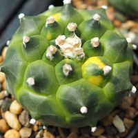 Desert Nursery