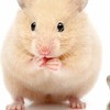 ハムスター飼いさんの情報交換所！🐹