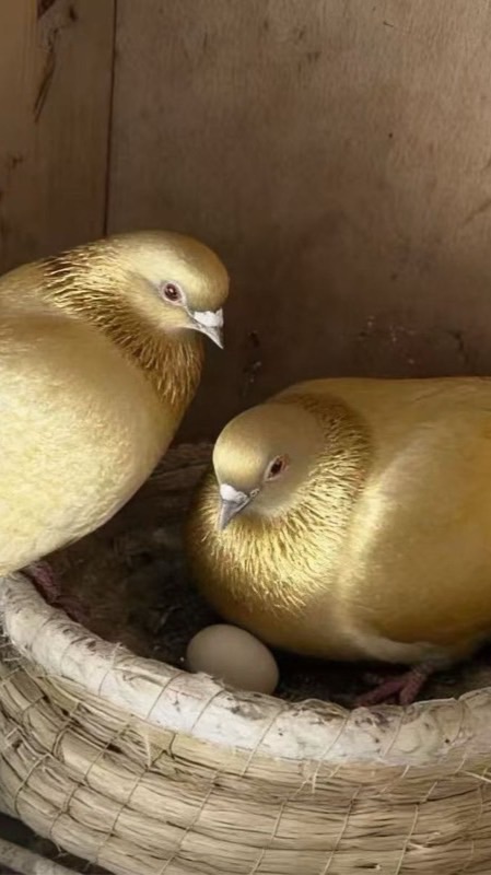 賽鴿🕊️競標、分讓、認養🕊️競賽