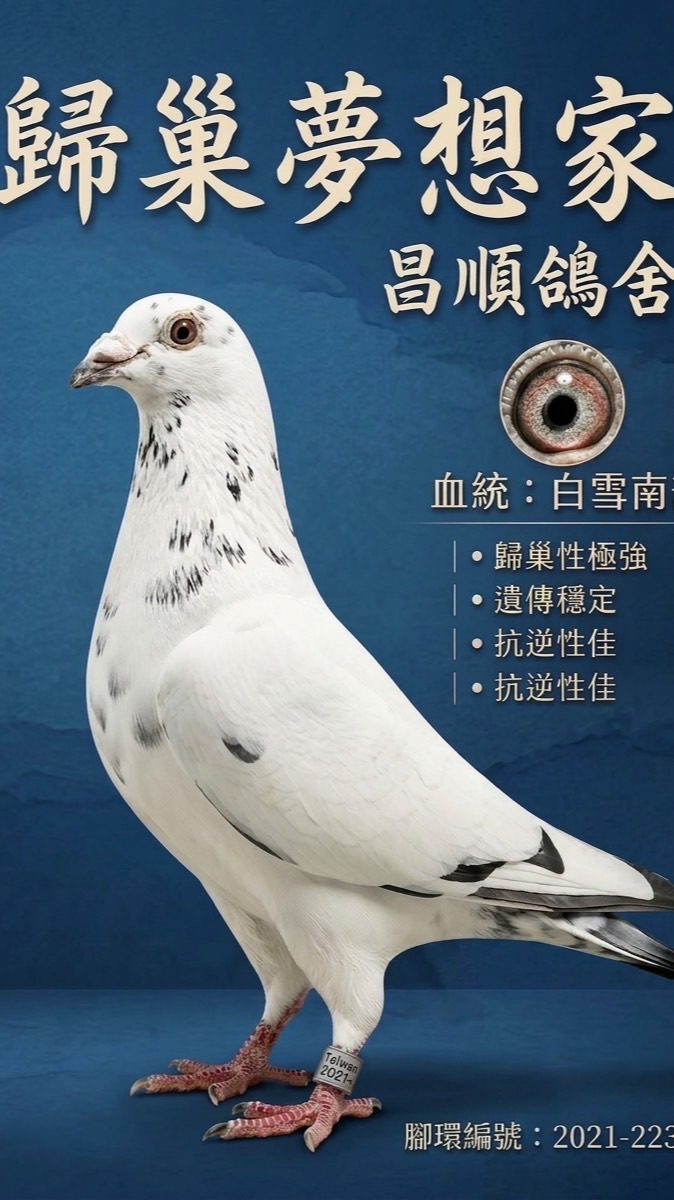 🕊️歸巢夢想家🕊️