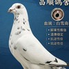 🕊️歸巢夢想家🕊️