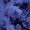 鏡花水月