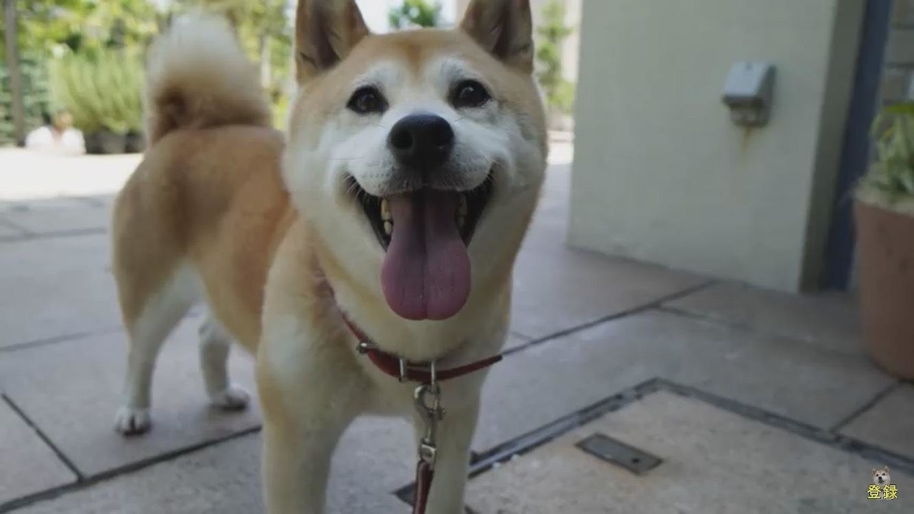 ワンちゃん大喜びの公園5選 柴犬の小春ちゃんがはしゃぐ姿にキュン ウォーカープラス