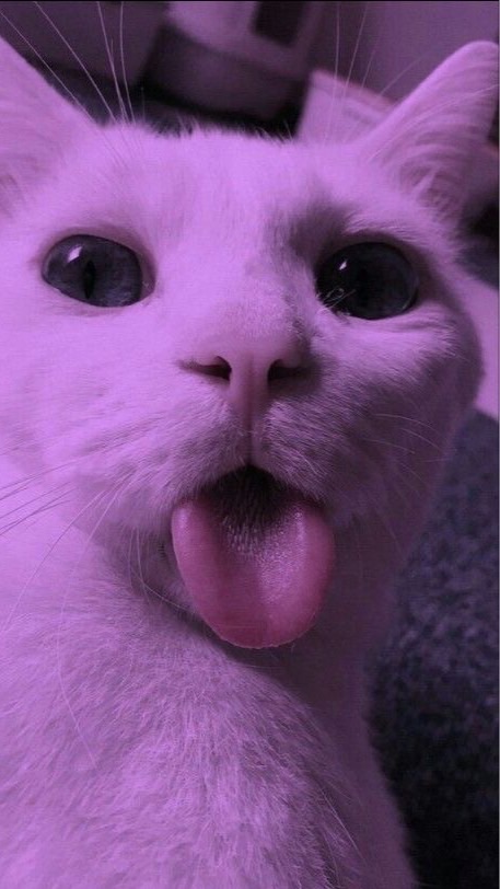 快樂小隊٩(˃̶͈̀௰˂̶͈́)و