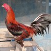 ไก่ชนทรัพย์อริญชย์ อุทัยธานี