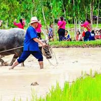 ข่าวสาร อ.น้ำขุ่น จ.อุบลฯ
