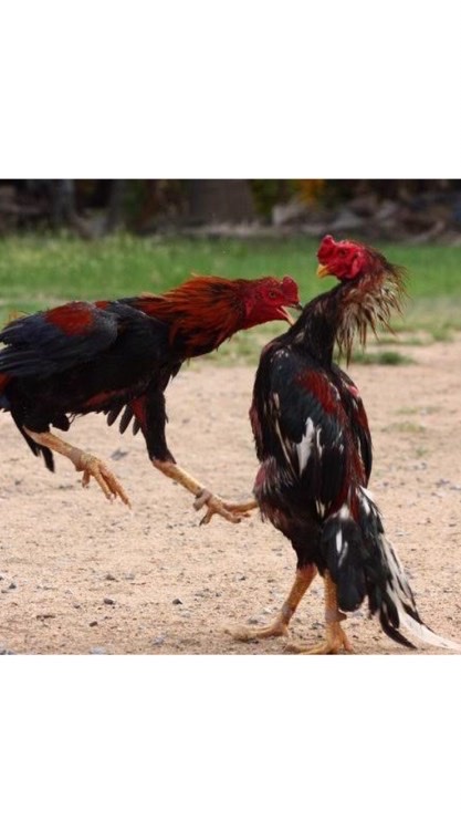 มิตรสหายไก่ชนのオープンチャット