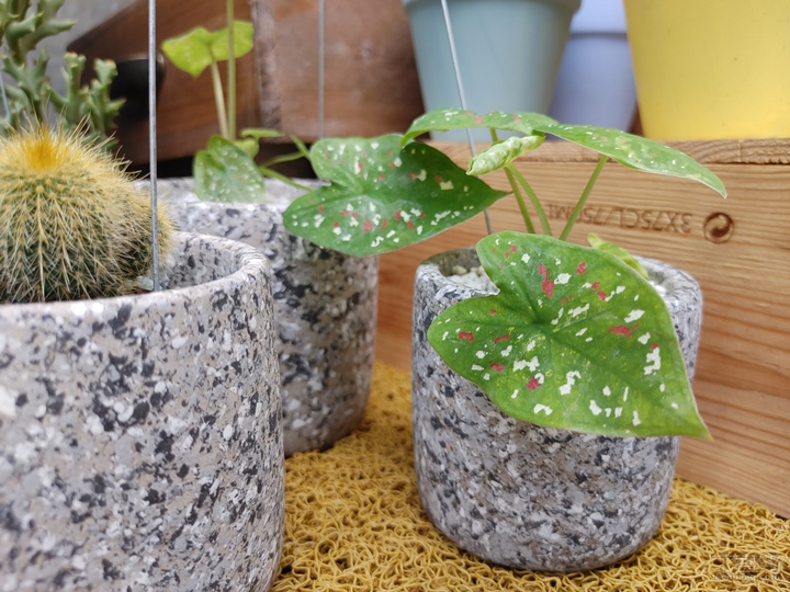 LG V60 ThinQ 5G review