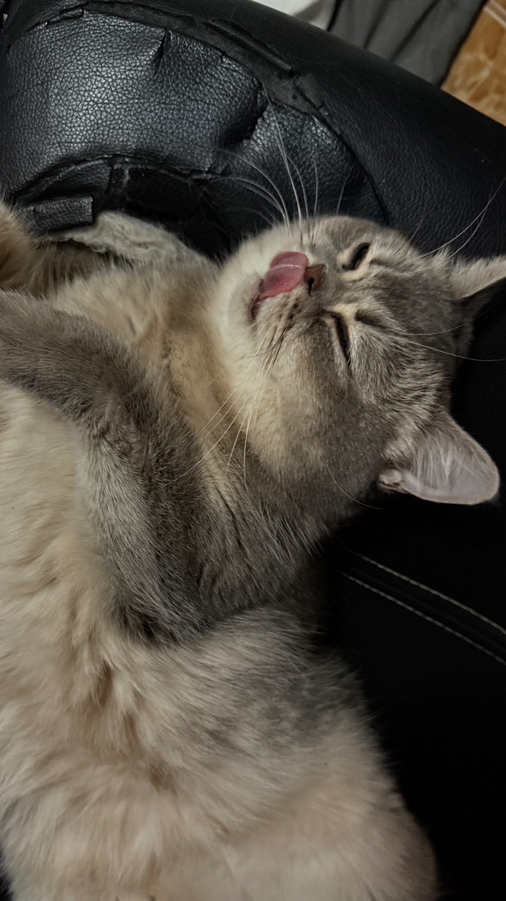 บ้านน้องเหมียวตระกูลของกินทั้ง9