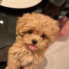 Bella Puppy พุดเดิ้ล มอลติพู หมาจิ๋ว ทีคัพ