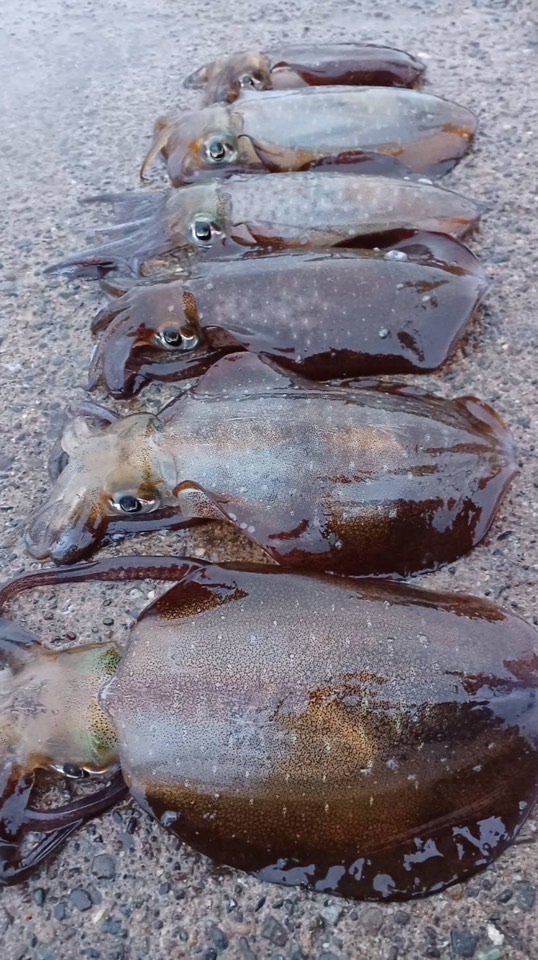 【福井釣り】オフショア＆ショア、ルアーゲームメインオプ😊なんの釣りも大歓迎‼️管理人一応釣り歴30年超