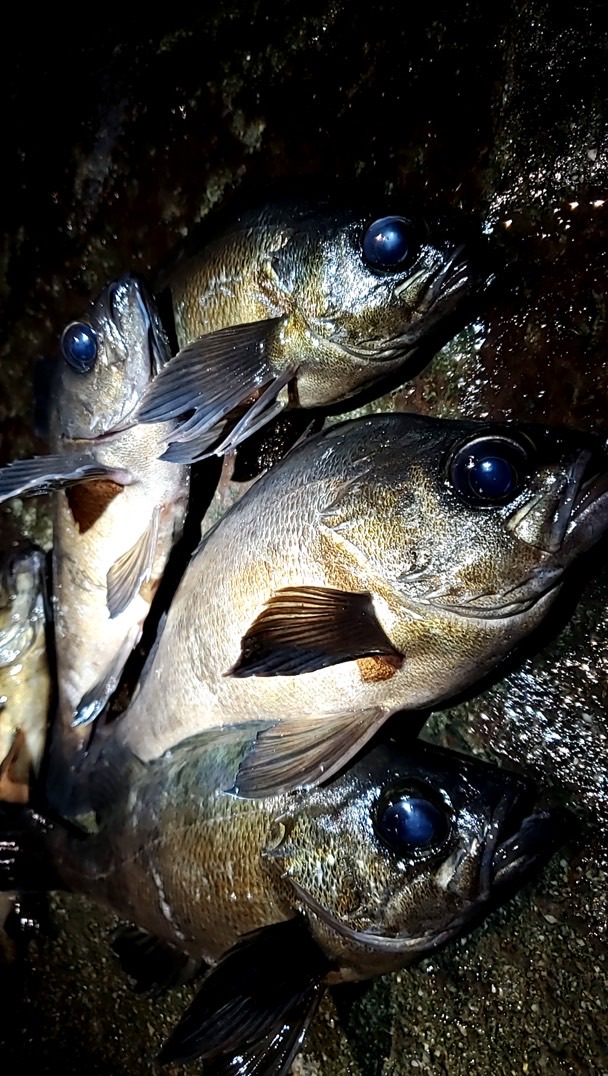 【福井釣り】オフショア＆ショア、ルアーゲームメインオプ😊何釣りでも大歓迎‼️管理人一応釣り歴36年超