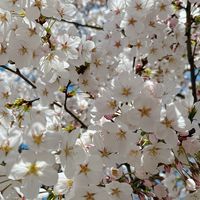 京都の女子会🌸