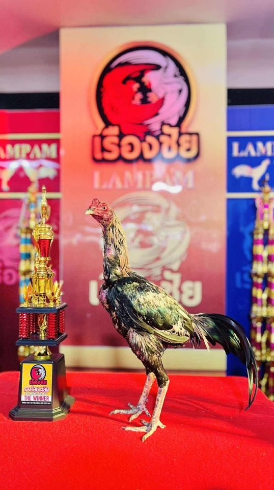เด็กคัดไก่ K6 ⭐️🐓