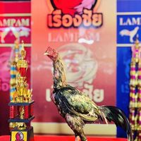 เด็กคัดไก่ K6 ⭐️🐓