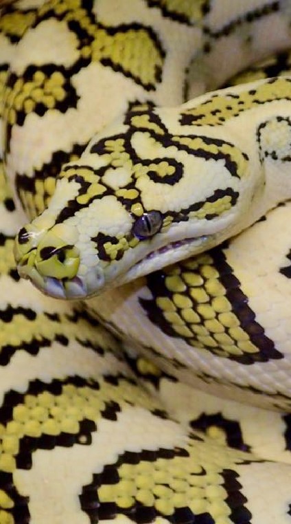 OpenChat Carpetpythons