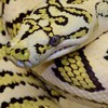 Carpetpythons