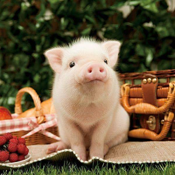 น่ารักดุ๊กดิ๊ก! 'เจ้าหมูน้อย' สัตว์เลี้ยงน่ารักตัวใหม่ถูกใจสาวๆแน่นอน!!! | Spiceee.net | LINE TODAY