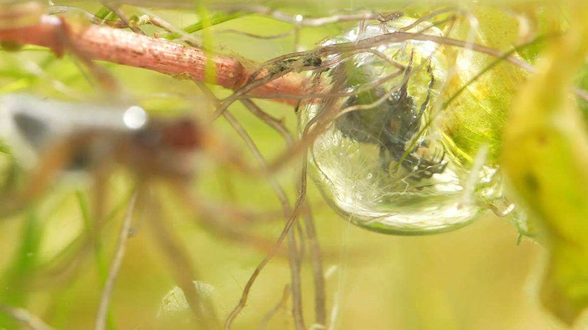 How do water spiders build bubble nests underwater? XINHUA LINE TODAY