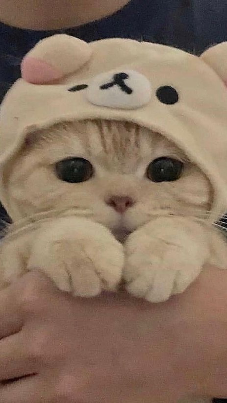 🌷ตท.บ้านเจ้าเหมียวดำ