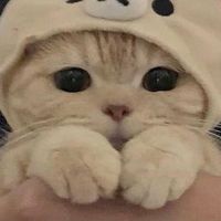 🌷ตท.บ้านเจ้าเหมียวดำ