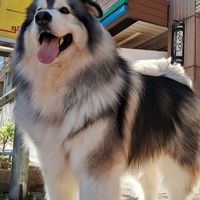 雪犬屋～寵物友善咖啡廳