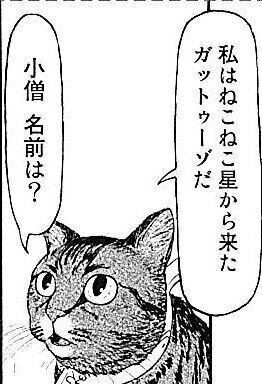 猫目線で猫の様々な問題にも切り込んでいく異色の猫漫画